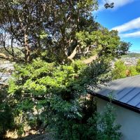 葉山町下山口の売買物件/2階からの眺望｜枝葉の隙間からチラリと覗くこの感じもなかなか悪くありません