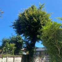 鎌倉市材木座三丁目の賃貸物件/周辺環境│庭から見えるご近所の緑。青空も見えて気持ちがいい。