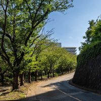 三浦市初声町下宮田の売買物件/周辺｜桜並木の坂。進んでいくと駅に着きます