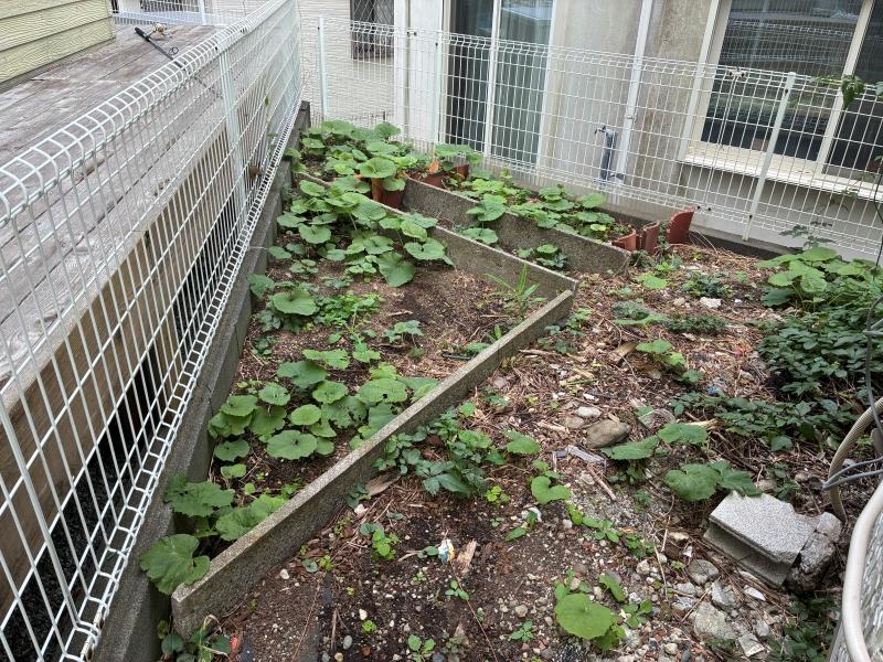葉山町下山口の賃貸物件/外部｜建物まわりのスペースで色々出来そうです。