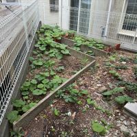 葉山町下山口の賃貸物件/外部｜建物まわりのスペースで色々出来そうです。