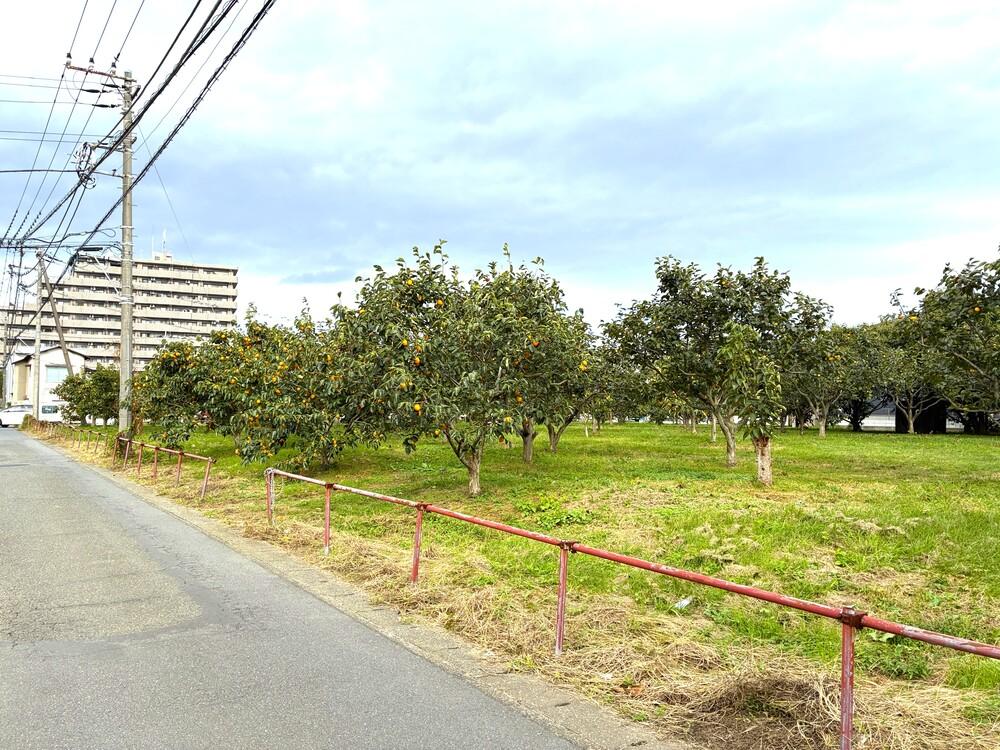 高座郡寒川町一之宮五丁目の賃貸物件/周辺｜物件から少し行った場所には、柿木がたくさん