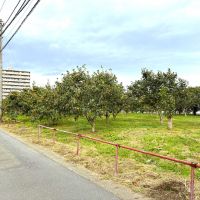 高座郡寒川町一之宮五丁目の賃貸物件/周辺｜物件から少し行った場所には、柿木がたくさん