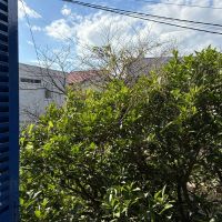 鎌倉市材木座二丁目の賃貸物件/2階の洋室から、玄関前の夏みかんの木が見えます