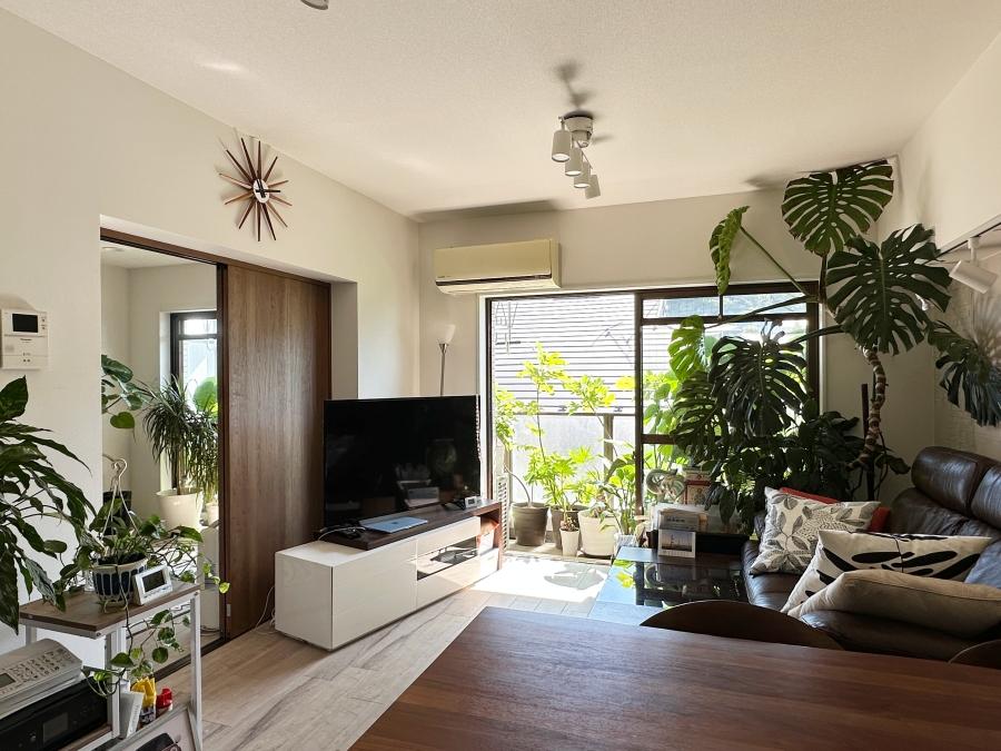 葉山町堀内の売買物件/リビング｜モンステラは天井まで大きな葉を伸ばしています