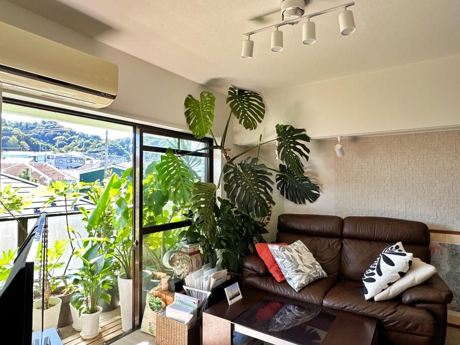 葉山町堀内の売買物件/リビング｜観葉植物が気持ちよさそうに陽射しを浴びています