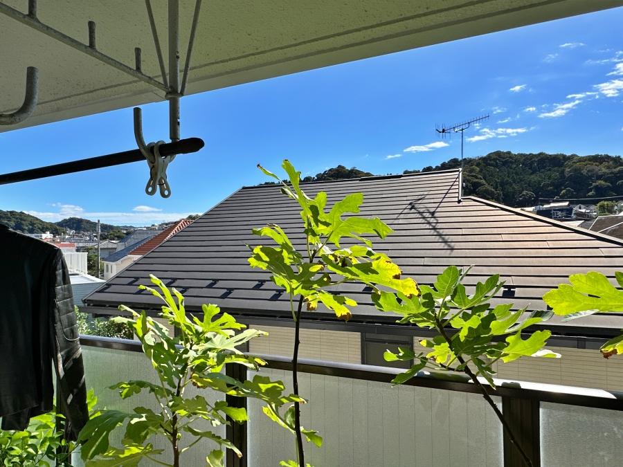 葉山町堀内の売買物件/リビングのバルコニー｜イチジクやレモンの樹には実がなっていました