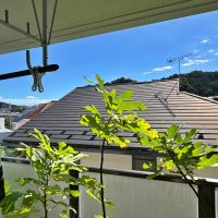 葉山町堀内の売買物件/リビングのバルコニー｜イチジクやレモンの樹には実がなっていました