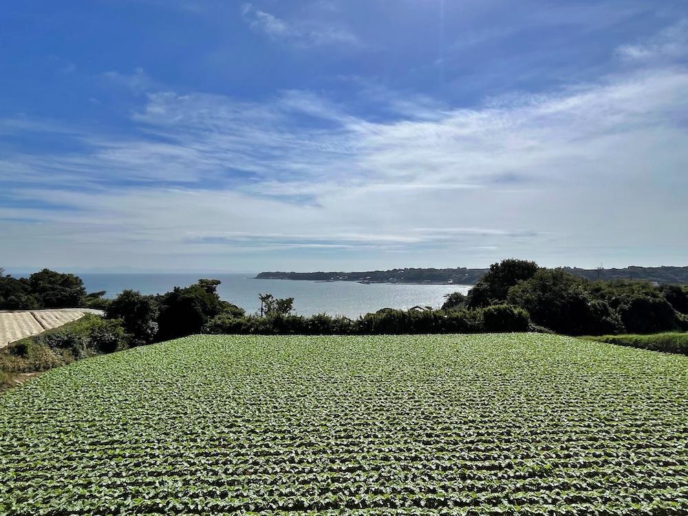 三浦市南下浦町金田の売買物件/そして三浦大根畑から、畑・海・空の三浦眺望