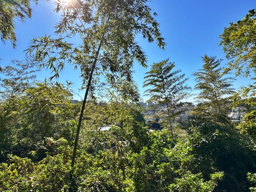 藤沢市大鋸三丁目の売買物件/リビングからの眺望｜緑の向こうにビルが見えることの安心感