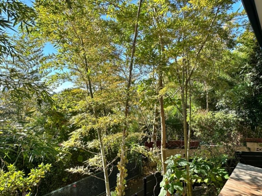 藤沢市大鋸三丁目の売買物件/濡れ縁からの眺望｜山に行かなくても森林浴気分