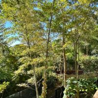 藤沢市大鋸三丁目の売買物件/濡れ縁からの眺望｜山に行かなくても森林浴気分