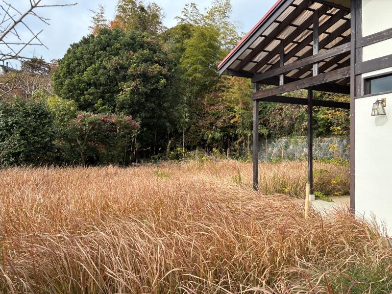 鎌倉市鎌倉山四丁目の売買物件/外部｜今は一面、膝高まで草が伸びていますが、それも絵になります