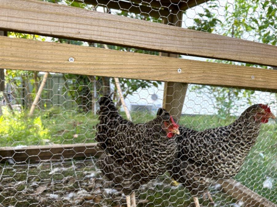 藤沢市辻堂元町三丁目の賃貸物件/敷地内で飼育されている鶏｜産みたての卵をゲットできることもあります