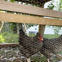 藤沢市辻堂元町三丁目の賃貸物件/敷地内で飼育されている鶏｜産みたての卵をゲットできることもあります