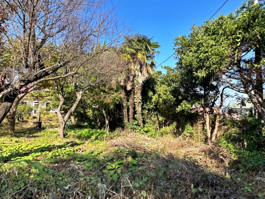 足柄下郡真鶴町岩の売買物件/北東側を向く｜木々の間からチラッと海が見えます