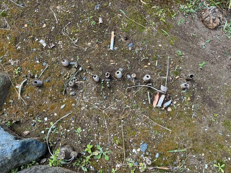 藤沢市本鵠沼二丁目の賃貸物件/庭｜竹？笹？春から夏にかけて、どう成長していくのか楽しみです・・