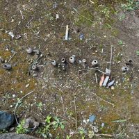 藤沢市本鵠沼二丁目の賃貸物件/庭｜竹？笹？春から夏にかけて、どう成長していくのか楽しみです・・