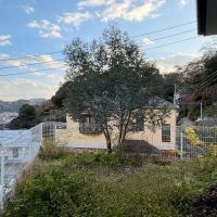 逗子市山の根三丁目の賃貸物件/庭│敷地の先端にはオリーブの木が植えられています