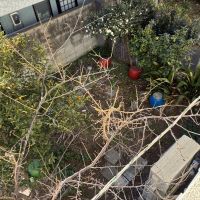 藤沢市辻堂東海岸三丁目の売買物件/2階から見た庭