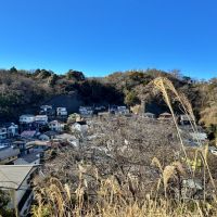 鎌倉市笛田六丁目の売買物件/リビングからの眺望｜手前のススキがいい感じ