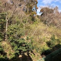 鎌倉市梶原五丁目の賃貸物件/眺望｜和室からは緑が見えます。