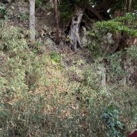 鎌倉市長谷五丁目の賃貸物件/2階の洋室から、裏の山を見てみます