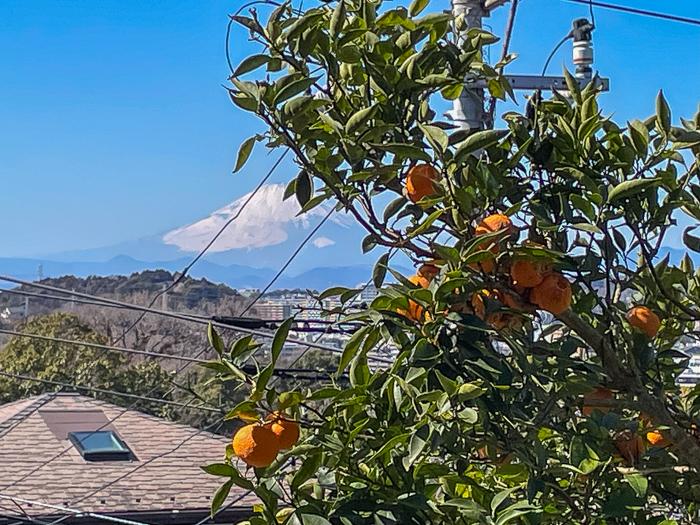 鎌倉市大船の売買物件/庭のみかん越しに富士山です