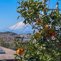 鎌倉市大船の売買物件/庭のみかん越しに富士山です