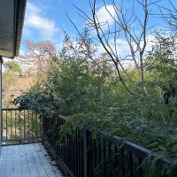 鎌倉市腰越五丁目の売買物件/ベランダ｜緑が迫りつつ、青空もしっかり感じられます