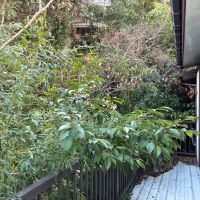 鎌倉市腰越五丁目の売買物件/ベランダ｜山の緑が迫っています