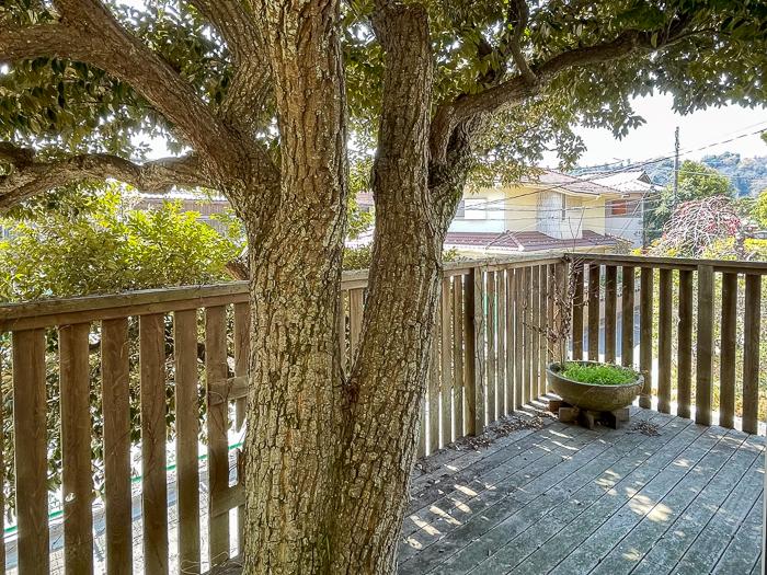 鎌倉市長谷一丁目の売買物件/ウッドデッキ。シンボルツリーは大きくなり過ぎているので強めに剪定が必要です