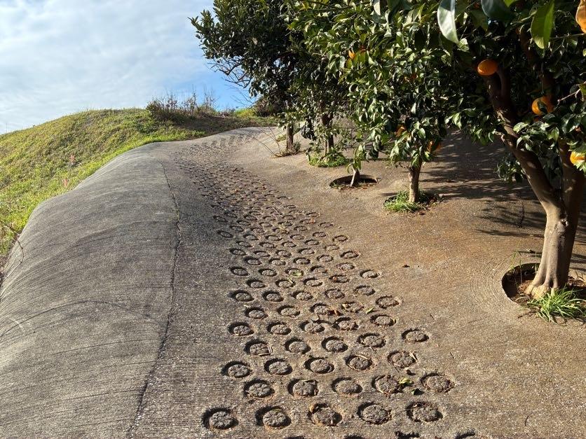 三浦市初声町高円坊の売買物件/畑への坂道｜柑橘類のなる木々を横目にこの斜面を登ると畑に着きます