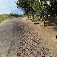 三浦市初声町高円坊の売買物件/畑への坂道｜柑橘類のなる木々を横目にこの斜面を登ると畑に着きます