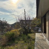 三浦市初声町高円坊の売買物件/庭｜夕日がまぶしい庭の中央には梅の木があります