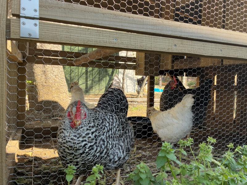 藤沢市辻堂元町三丁目の賃貸物件/敷地内で飼育されている鶏｜産みたての卵をゲットできることもあります