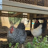 藤沢市辻堂元町三丁目の賃貸物件/敷地内で飼育されている鶏｜産みたての卵をゲットできることもあります