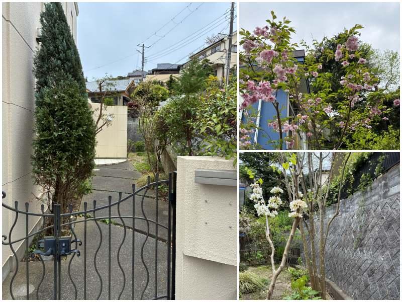 鎌倉市笛田五丁目の売買物件/敷地のまわりには、幅の広いアプローチがぐるりと。すでに所々花は咲いていますが、もう少し手をかけて豊かにしたいところ