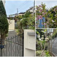 鎌倉市笛田五丁目の売買物件/敷地のまわりには、幅の広いアプローチがぐるりと。すでに所々花は咲いていますが、もう少し手をかけて豊かにしたいところ