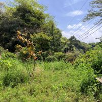 鎌倉市浄明寺四丁目の売買物件/庭｜道路レベルから上がった庭なので、周囲の目線も気になりません。