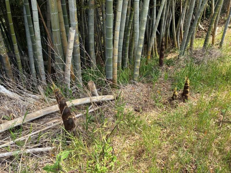 三浦郡葉山町木古庭の売買物件/タケノコ発見！