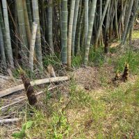 三浦郡葉山町木古庭の売買物件/タケノコ発見！