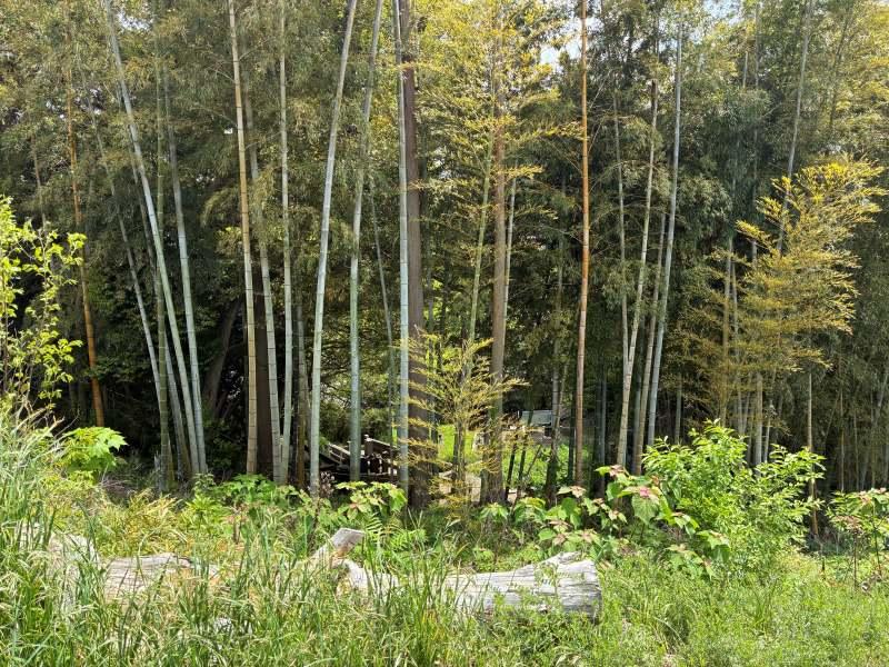 三浦郡葉山町木古庭の売買物件/竹林の裏側に墓地があります