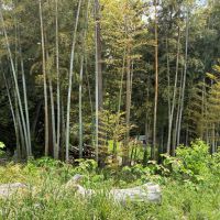 三浦郡葉山町木古庭の売買物件/竹林の裏側に墓地があります