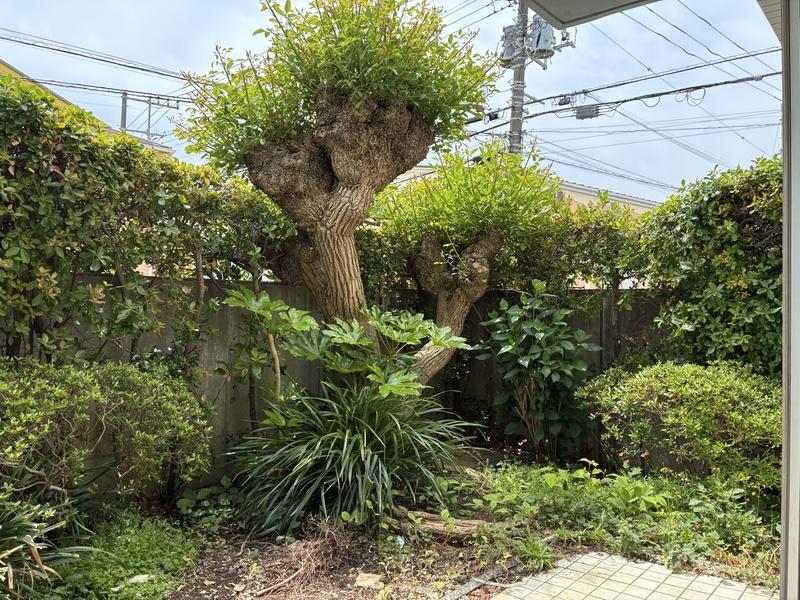 藤沢市辻堂東海岸二丁目の売買物件/庭のこの木はなんの木？立派です