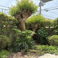 藤沢市辻堂東海岸二丁目の売買物件/庭のこの木はなんの木？立派です