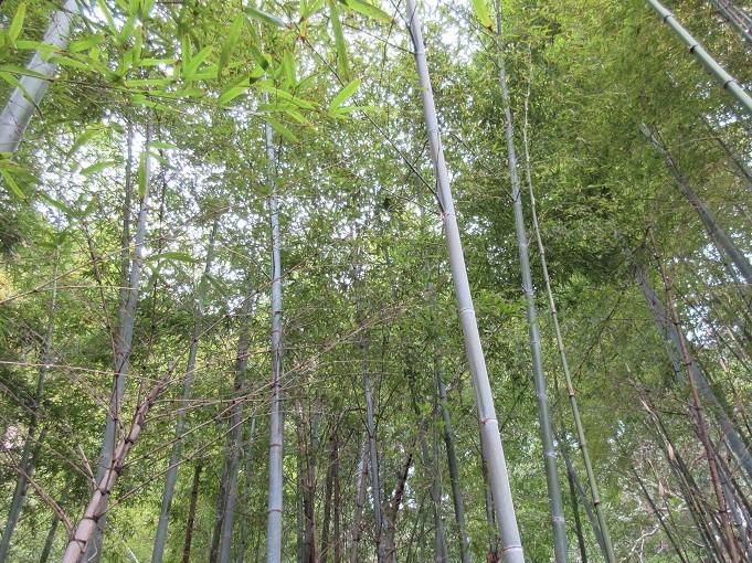 裏手に竹林が広がります