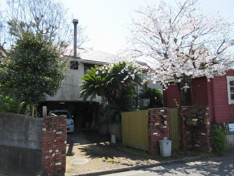 この時期は桜が咲く