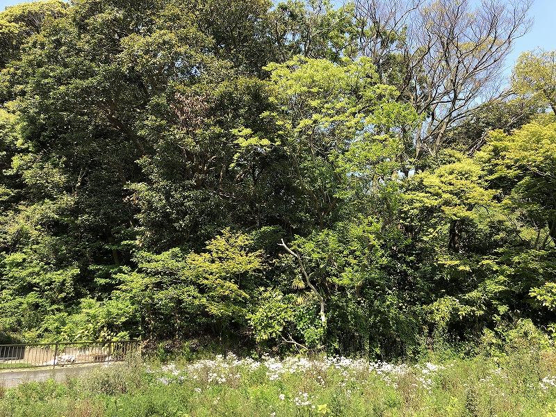 物件東側は大きな木に囲まれています。