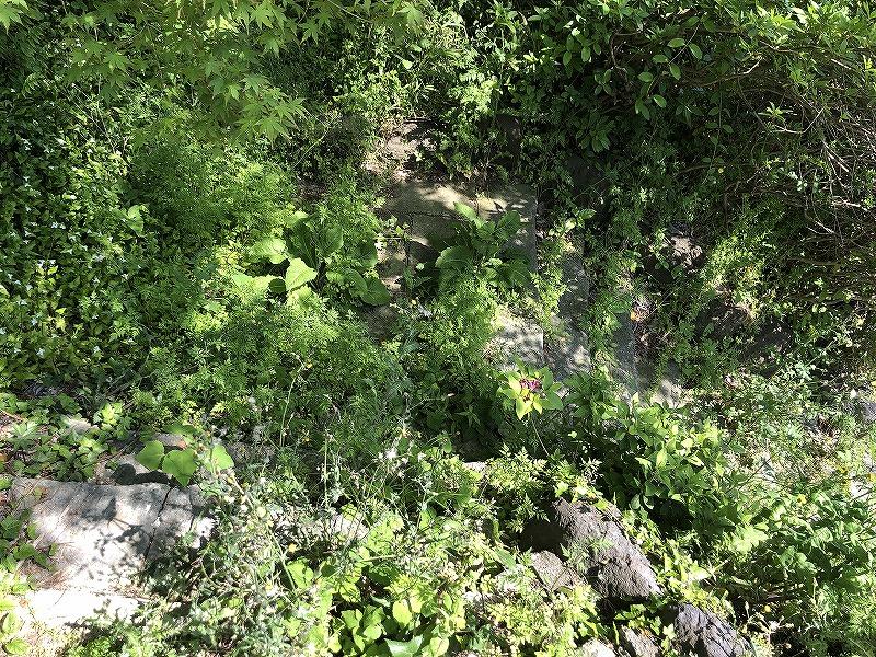 元々古家があった名残だと思いますが石の階段が遺跡化しています。